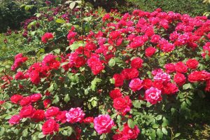 "Rose festival" in "kana garden"